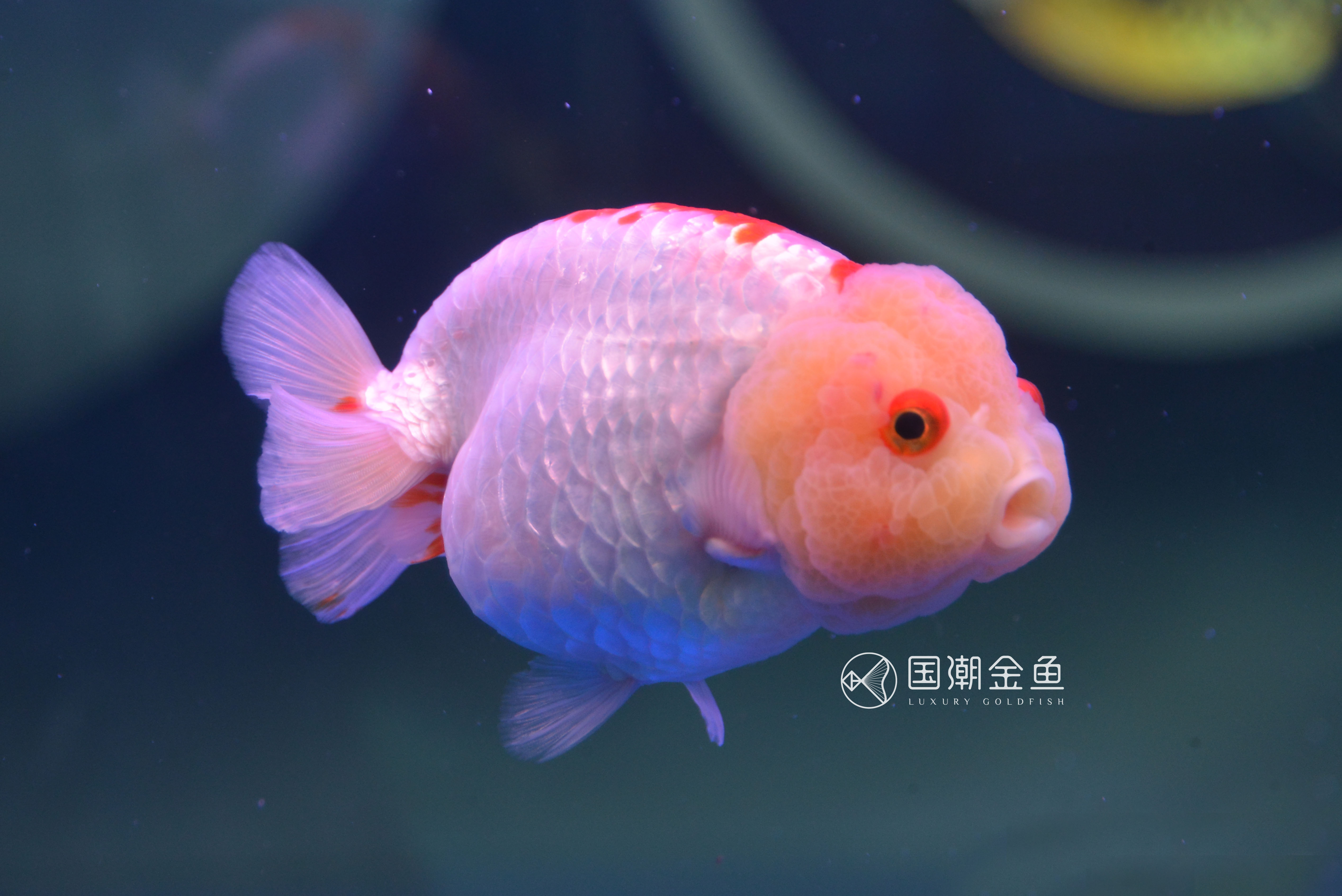 潘国诚谈养金鱼,福州潘国诚金鱼