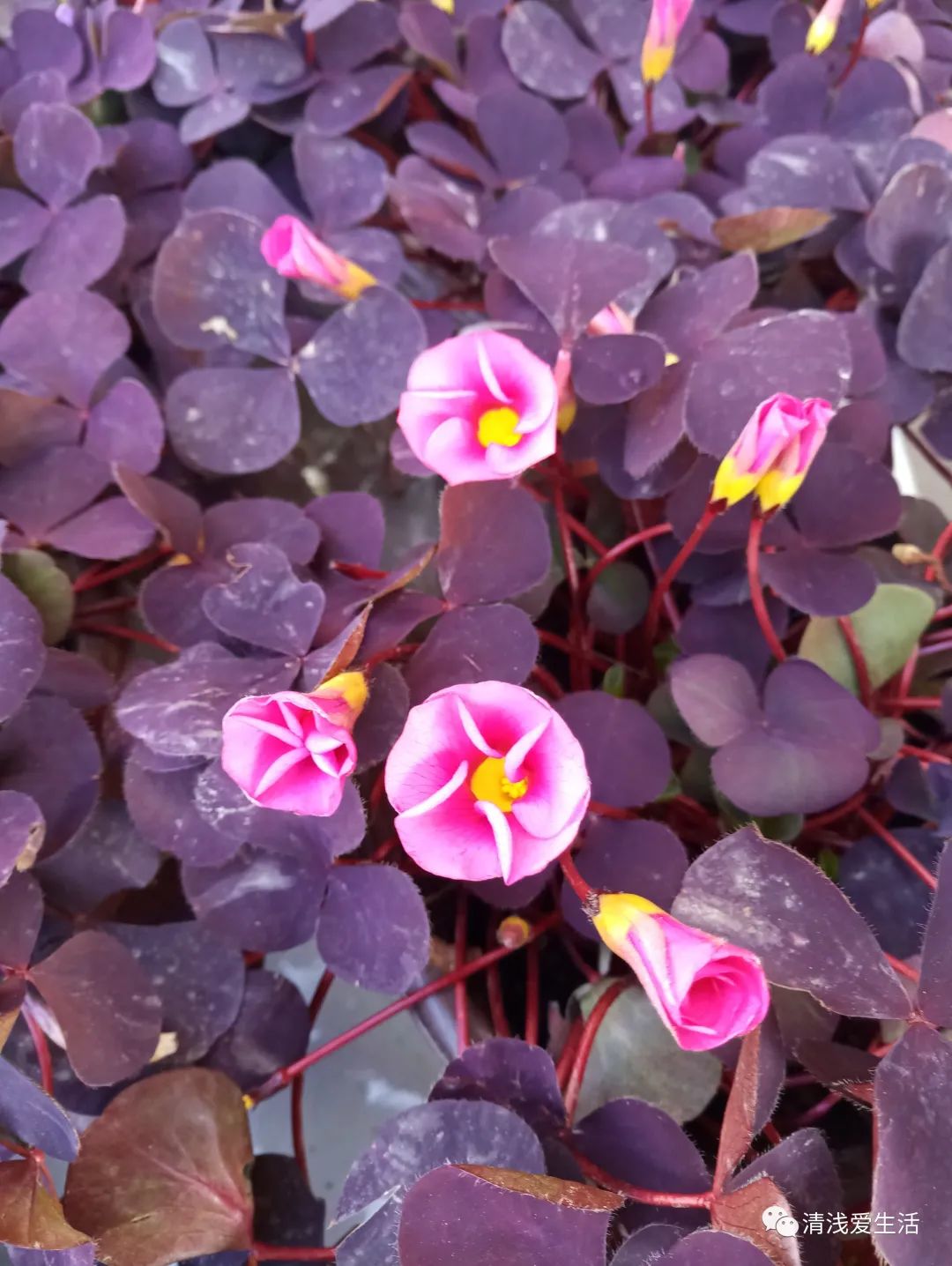 年味十足的花店,花店年味十足