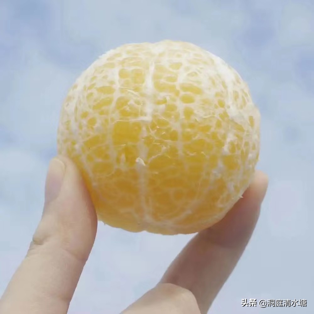 比蜂蜜还甜的柑橘,广西酸酸甜甜好剥皮的柑橘