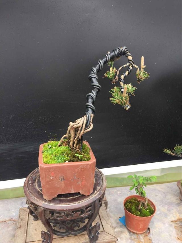 家里养能长大的盆景树,家里养盆景有什么讲究