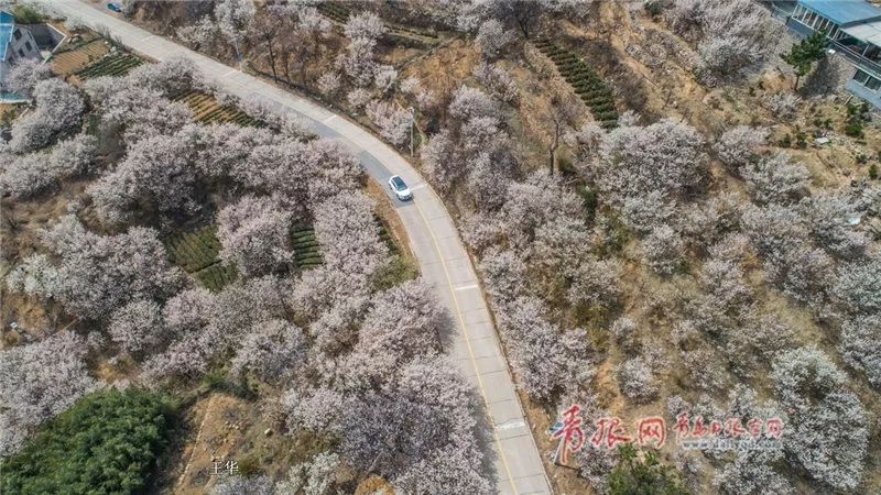 樱桃花海游玩攻略,青岛樱桃花海在哪