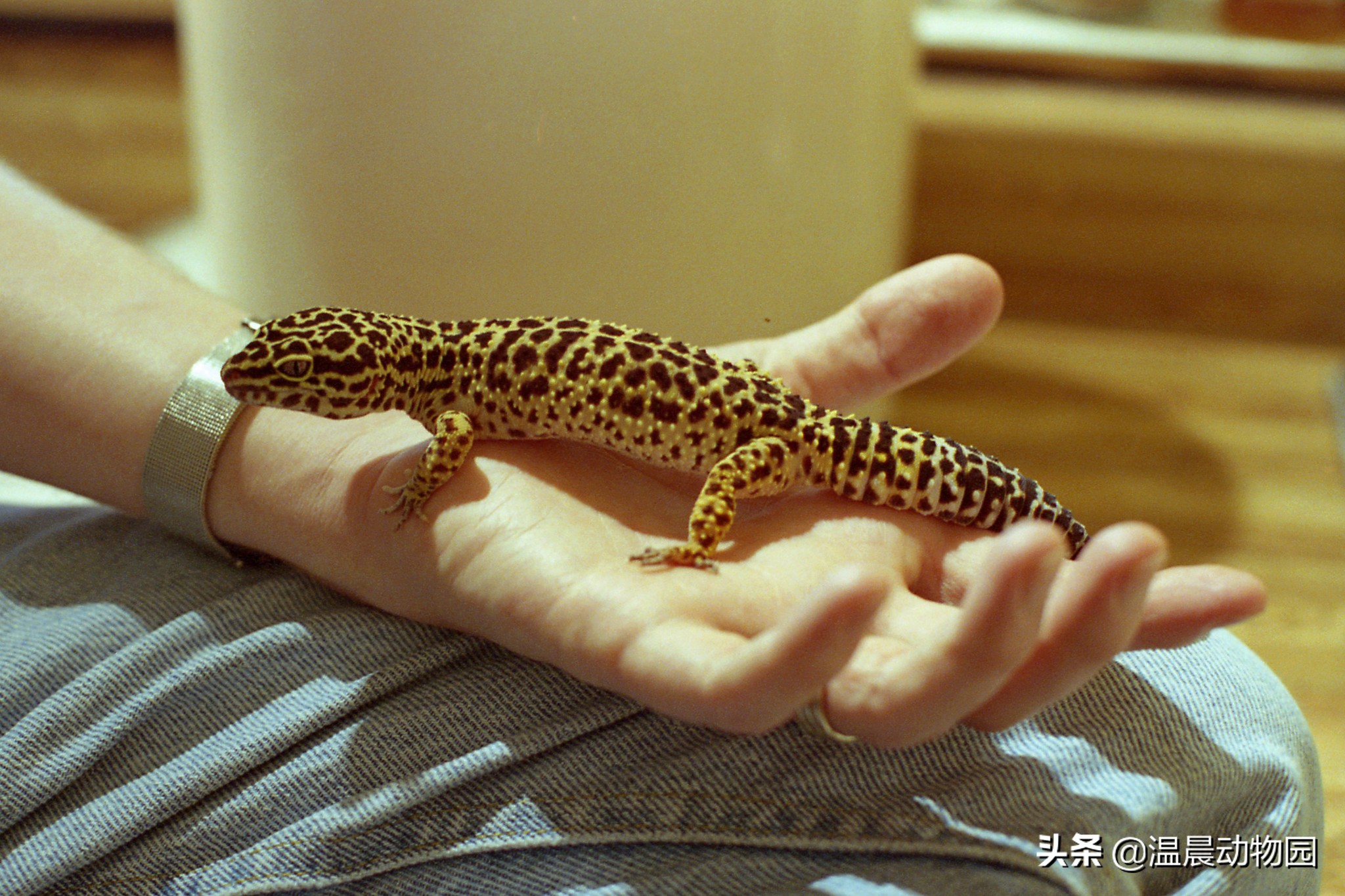 豹纹守宫为什么长得像别的蜥蜴,豹纹守宫蜥蜴到底有多聪明