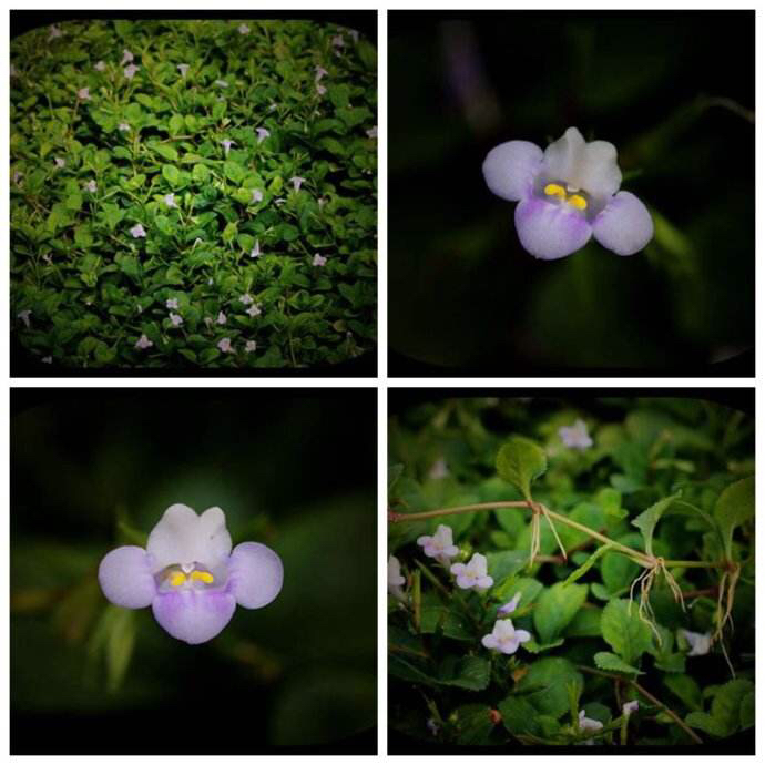 中药鸭嘴草的作用,鸭嘴草药的功效图片