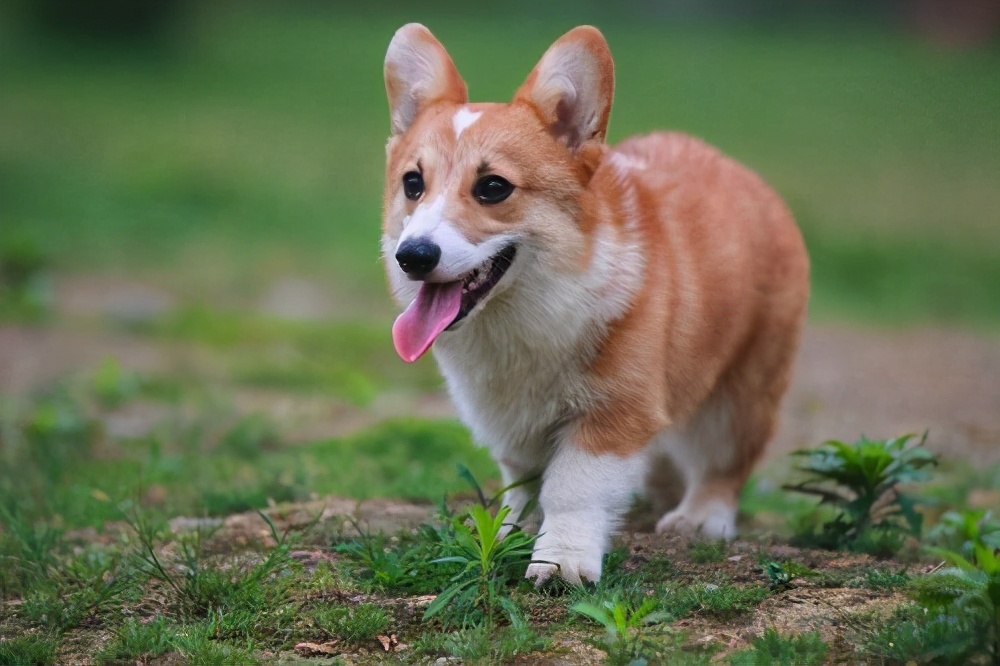 柯基来姨妈什么样是正常的,戈赞养宠物视频