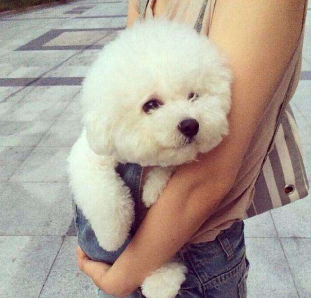 比熊犬好处,比熊犬为什么不建议新手养