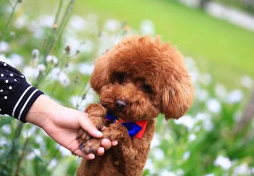 泰迪犬若有这4个行为,泰迪犬的动作意思