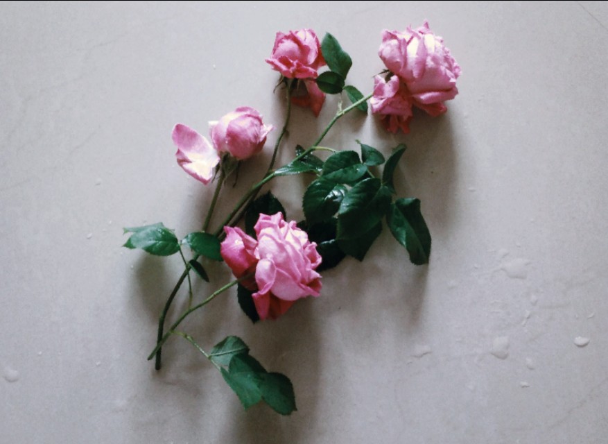 有关感恩感动的中考满分作文,成长感悟类高考满分作文