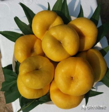 种植新品种果树苗一手货源,各种新品种果树苗木一手货源