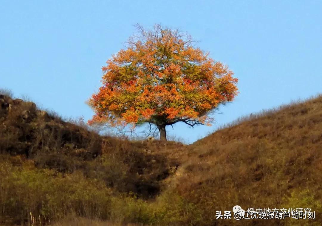 葫芦岛新闻今天,葫芦岛新闻1月17日