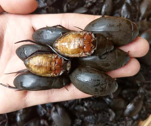 没有吃过的特色美食,地方奇葩特色美食