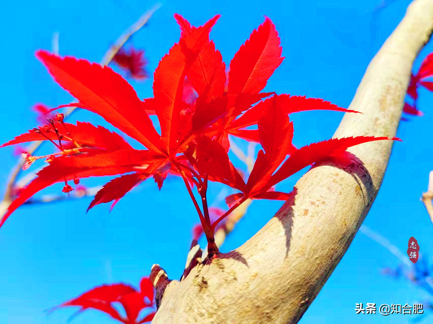 秋天合肥最合适旅游的地方,合肥赏秋景有什么地方可以玩