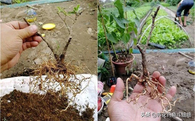 栀子花叶片发黄多久可以恢复,栀子花光照充足还是黄叶