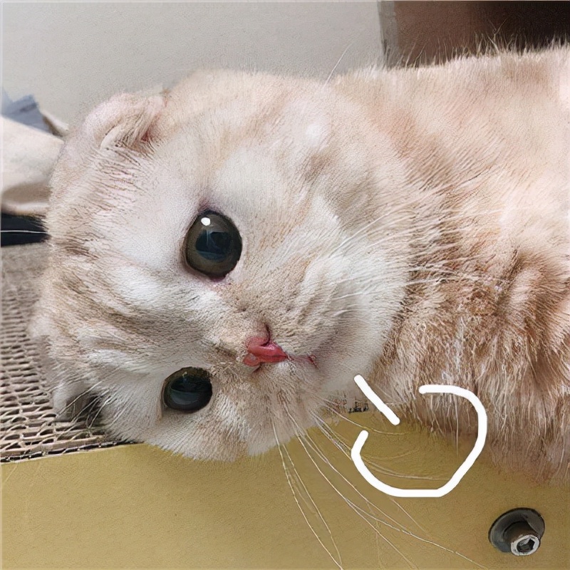 小米平板5pro能刷windows系统吗,小米平板5pro和小米平板5pro5g