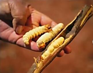 世界上最奇葩的定情信物,欧洲人的定情信物