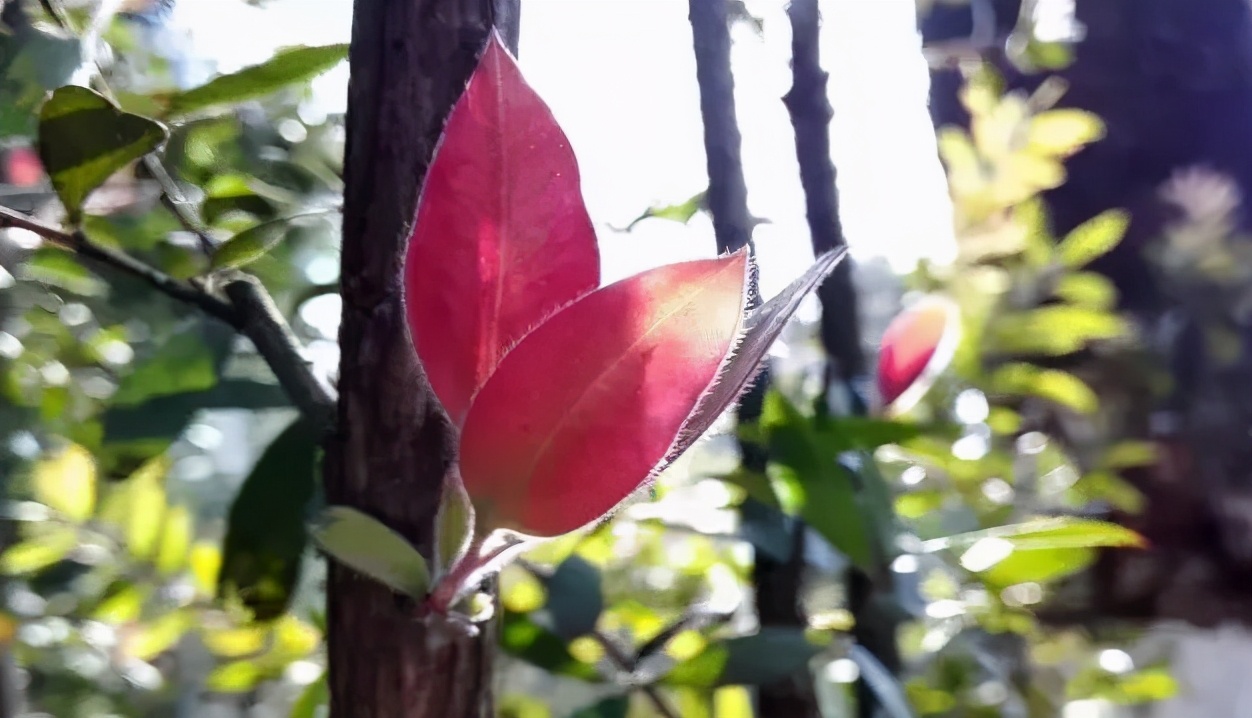 甲亢患者在自我调理的过程中，需要注意以下问题