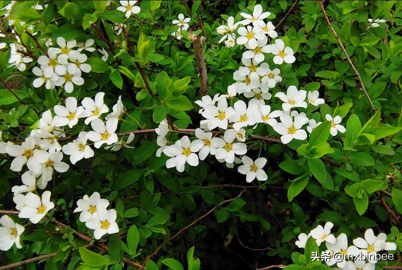 冉冉升起的明星们,哈尔滨金源蓝城效果图