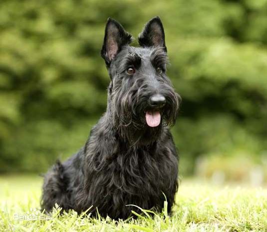 小型犬品种大全及图片柯基犬,不掉毛无体味性格温顺的小型犬