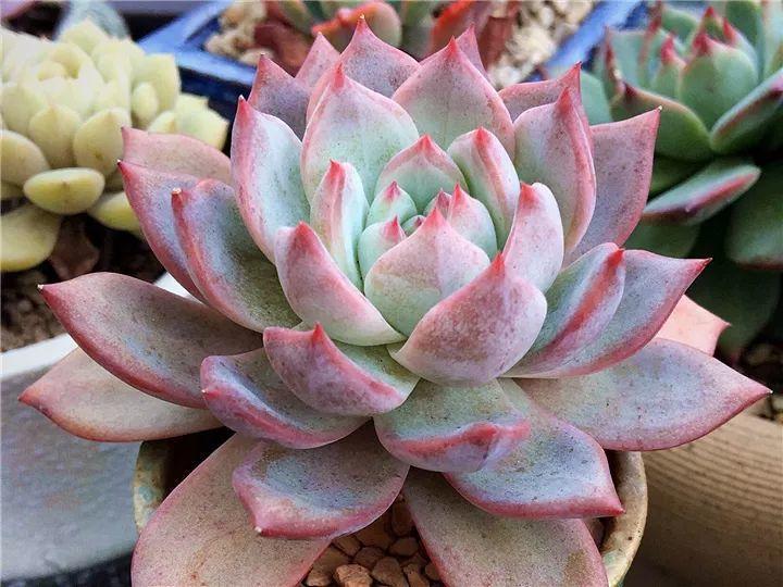 100种常见多肉的养法图片大全,60种好度夏的多肉植物