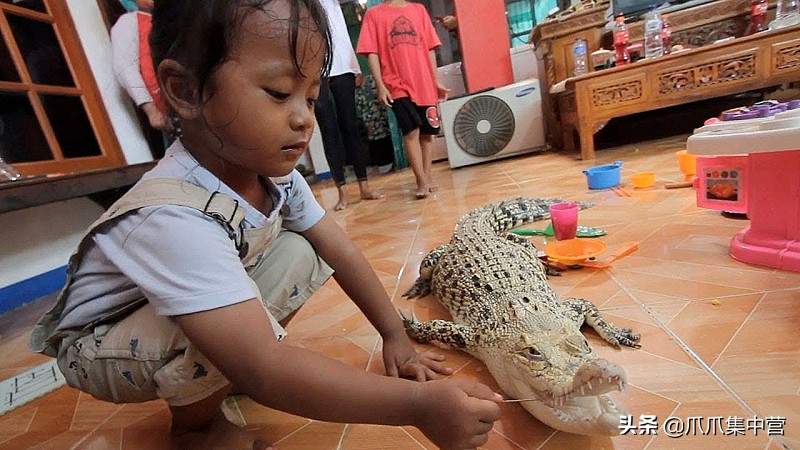 把鳄鱼当宠物养了20年每天400斤,鳄鱼当宠物炫耀