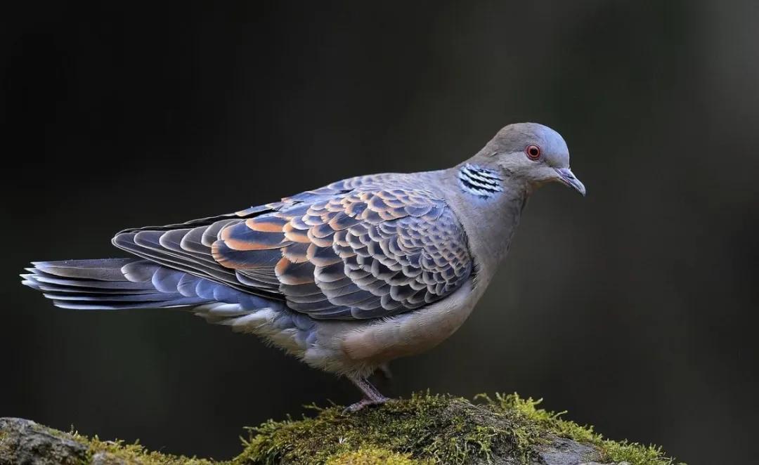 【拍案】吃斑鸠能治病？他们听信偏方拿起弹弓