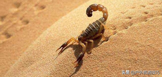 美军单兵野外生存技巧,美军野外生存装备清单