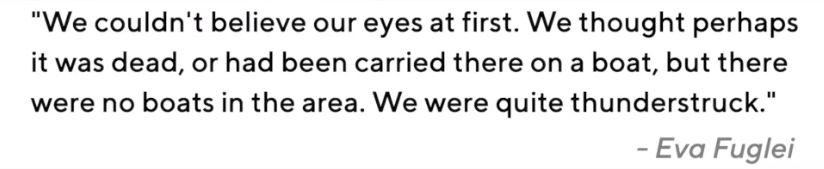 北极狐76天暴走3500公里,一只北极狐的真实生活