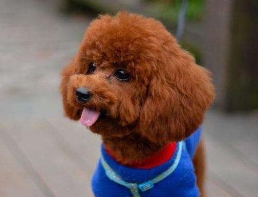 泰迪犬的五个毛病,泰迪犬的常见疾病表现