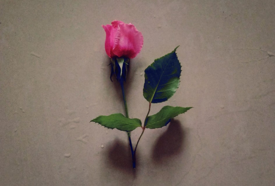 语文报杯最新特等奖作文全篇,语文报杯初中作文大赛