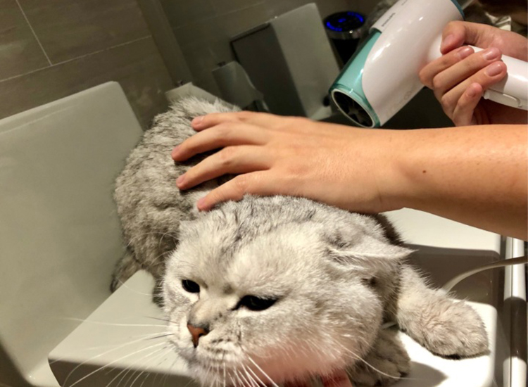 给猫猫洗澡需要注意什么,如何快速给猫猫洗澡