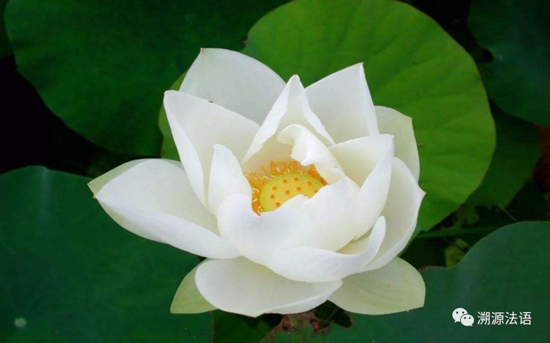 莲花为什么代表佛法,佛法莲蓬和莲花的寓意