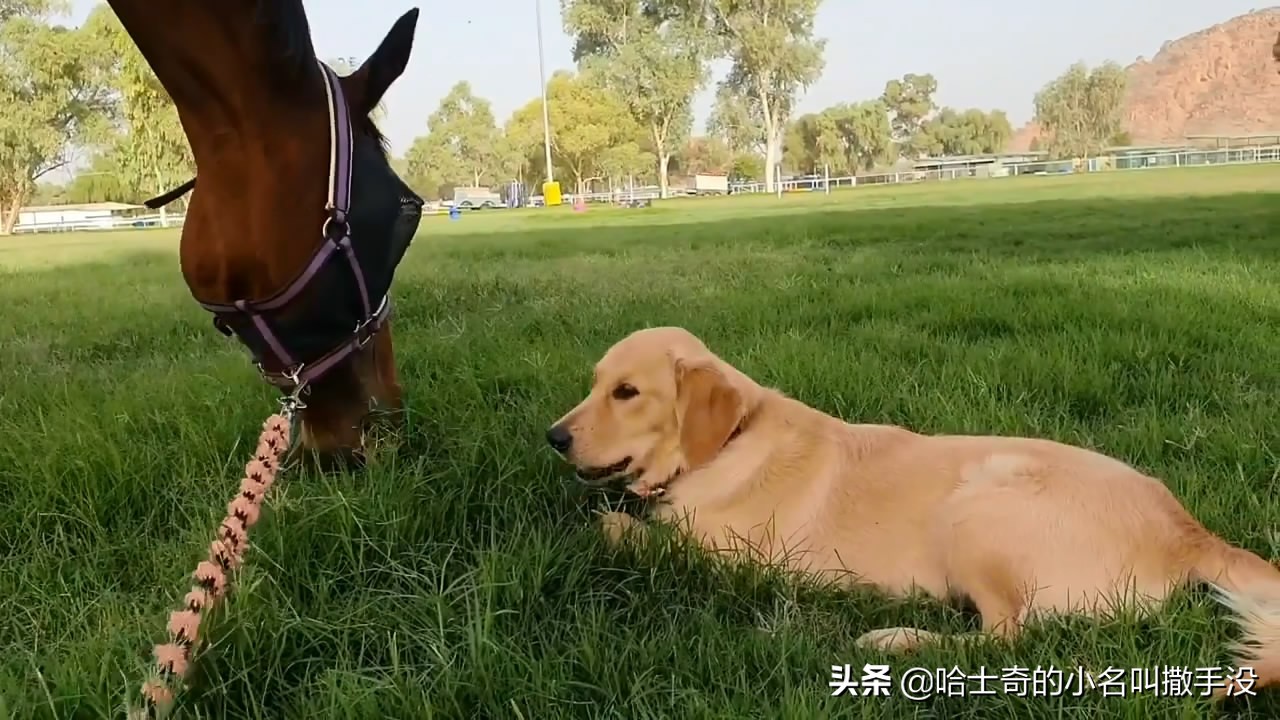 金毛学小动物说话,金毛学小马