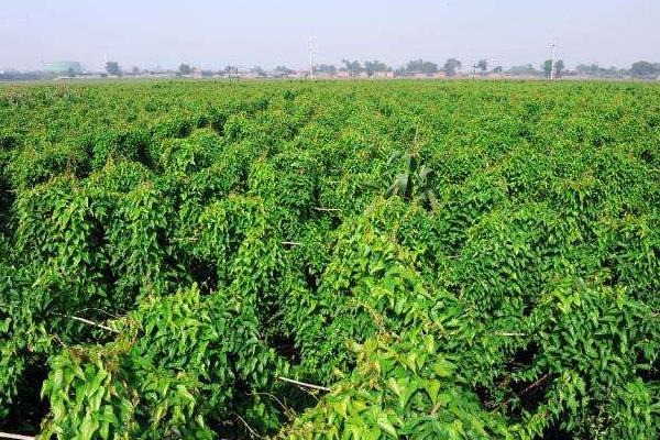 怎样种植横向生长的山药,白玉山药的生长环境