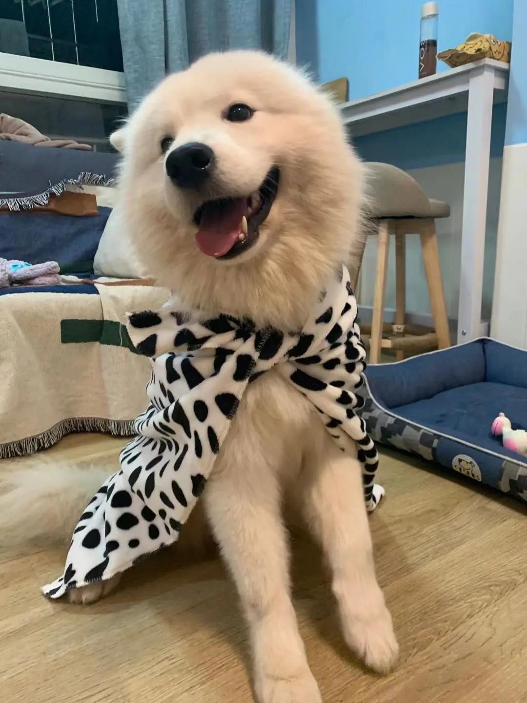 男生猛犬穿女装,男生细狗穿女装