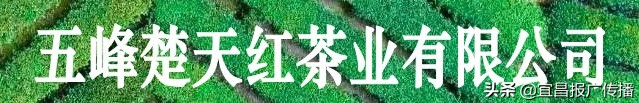 助茶农渡难关，宜昌春茶“百圆惠”上市