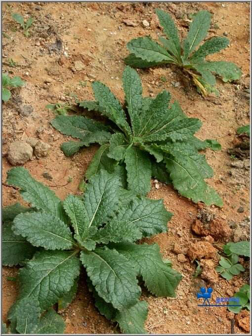 鲜地黄是什么,中药材鲜地黄