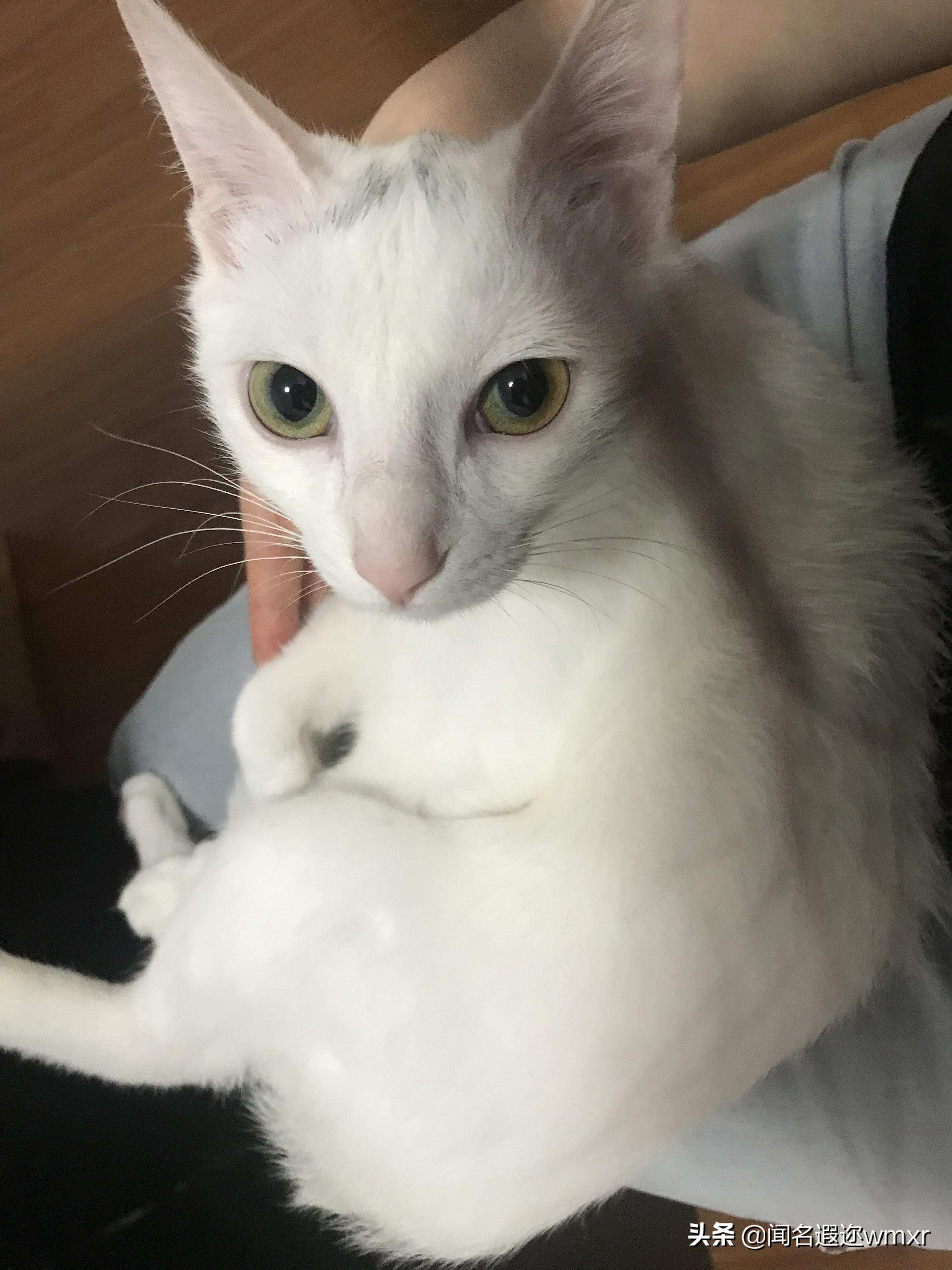 你有猫病表情包,你有猫病啊图片