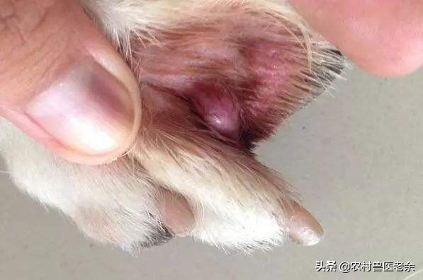 猫狗皮肤病怎么处置,宠物猫狗身上痒怎么办