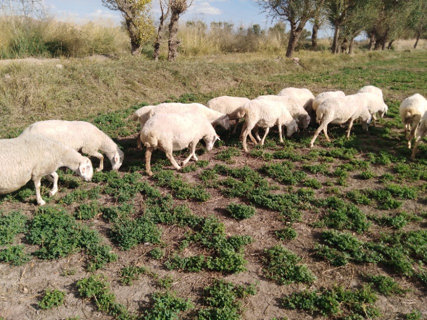 羊肝片吸虫怎么感染的,羊肝吸虫防治方法