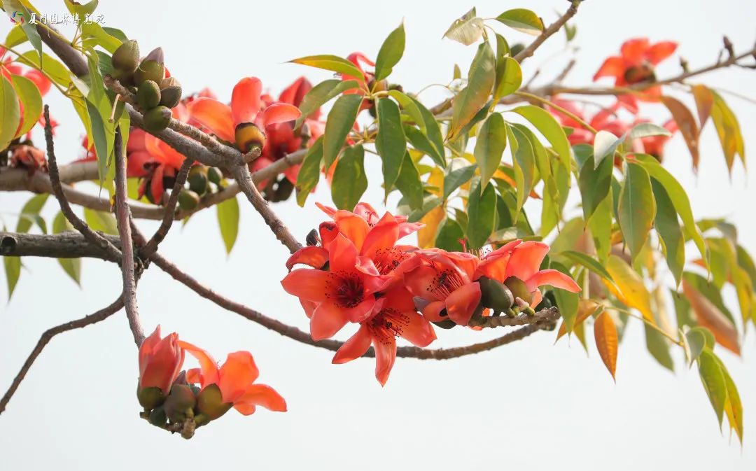 你好，我叫厦门，这是我的简历