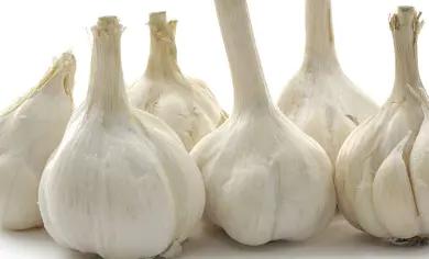 大蒜如何保存不长大蒜芽,做大蒜生意大蒜怎样保存