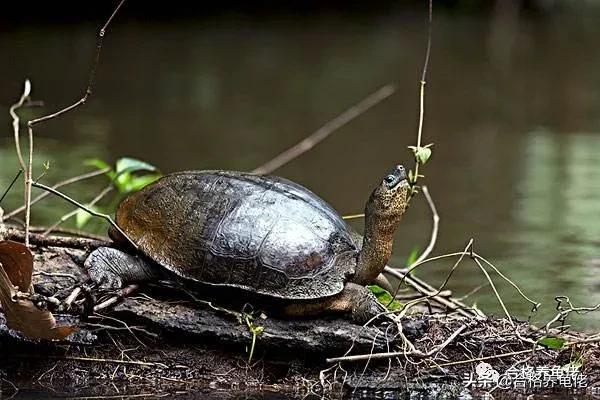 龟腐甲自愈方法,龟轻微腐甲怎么治疗