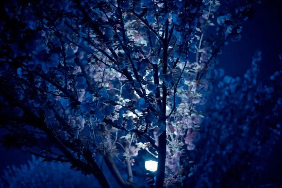 这等世外仙境竟然在西南交通大学希望学院?