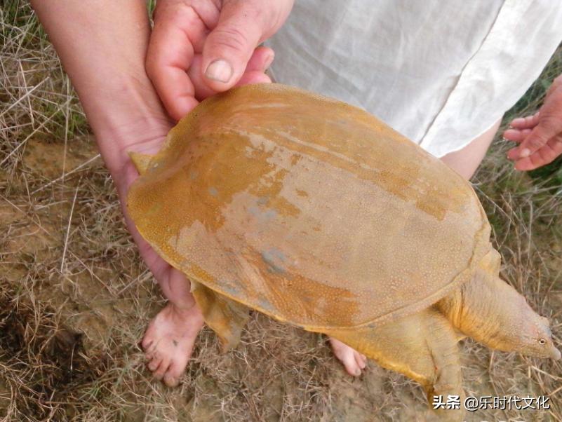 温室甲鱼的养殖方法与技术,为什么养甲鱼不养乌龟