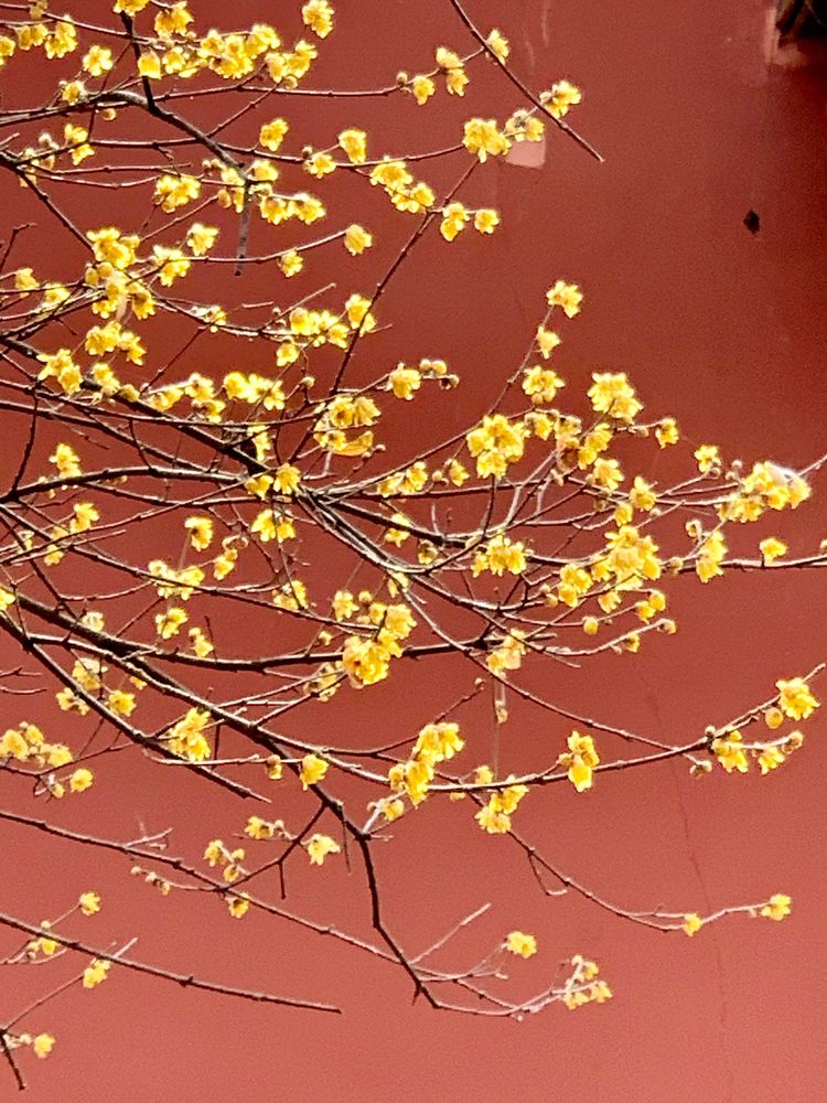 不惧严寒,不惧严寒静待春暖花开