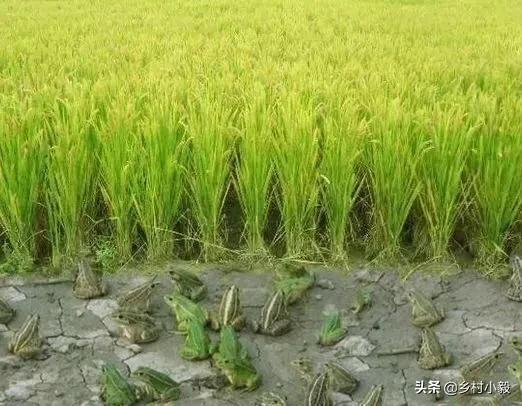 农业种植养殖怎么样,农业种植工作怎么样
