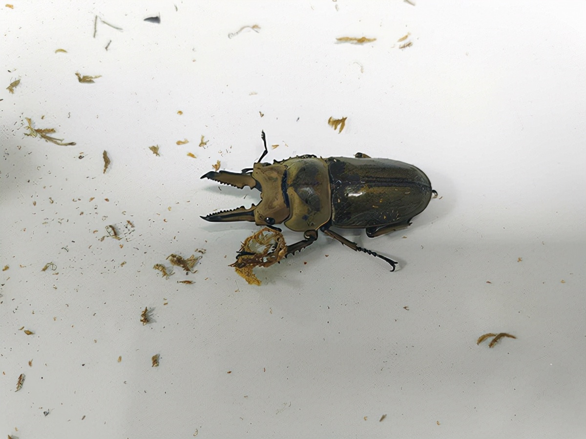 黄金鬼锹甲有多可怕,黄金鬼锹形虫危害