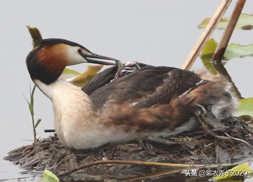 刚出生的鱼宝宝很大,刚生出来的鱼宝宝不怎么动呢