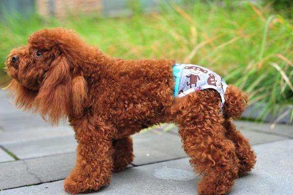 母狗半年发情一次，一次15天！公狗不固定，只受发情的母狗影响！