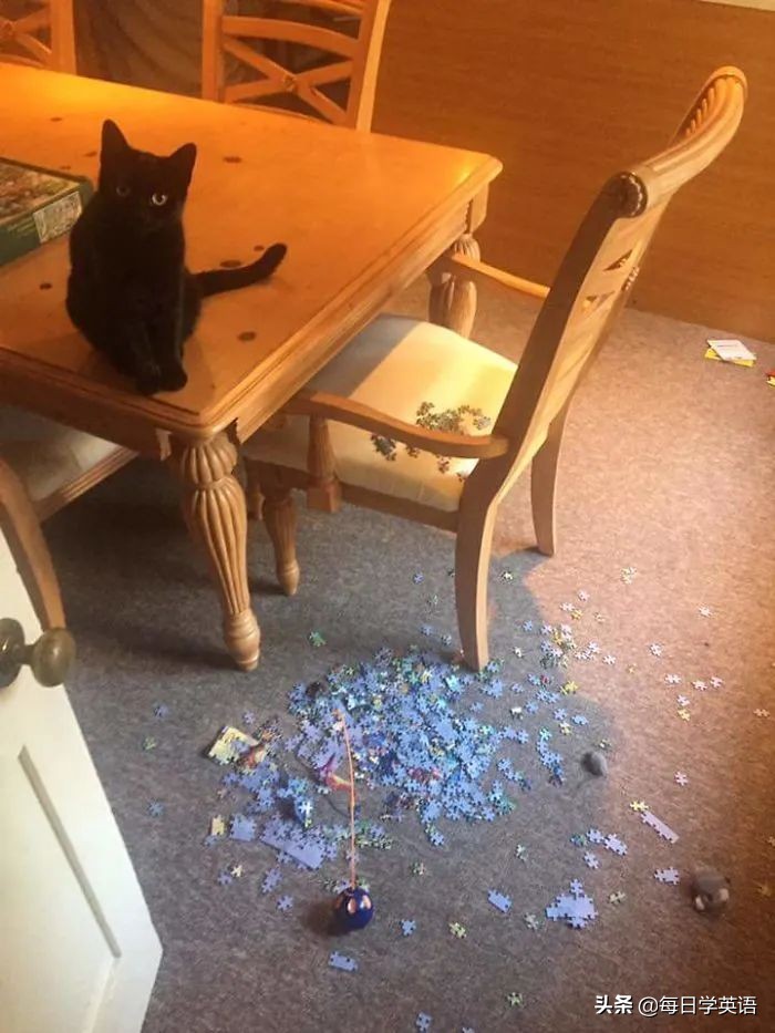 如何和家猫互动,怎样和猫共同拼图