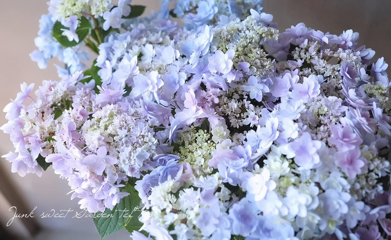 春季绣球叶子发皱怎么回事,夏季绣球老叶子都干枯怎么处理